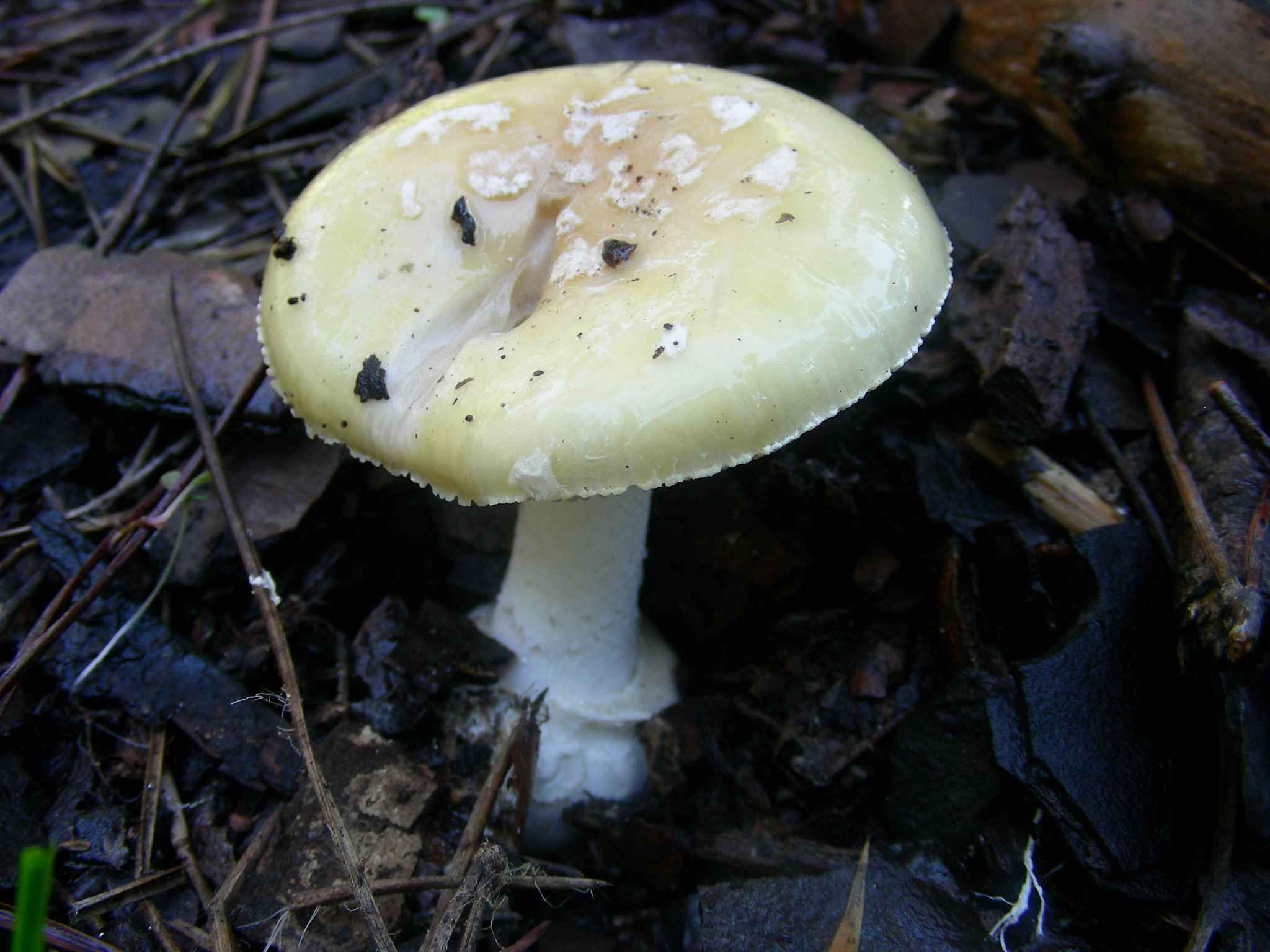 1940 Marzo vecchio ritrovamento